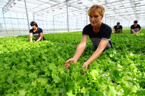 Greenhouse farm in Tambov Region
