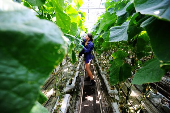 Greenhouse farm in Tambov Region