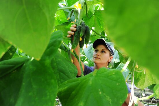 Greenhouse farm in Tambov Region