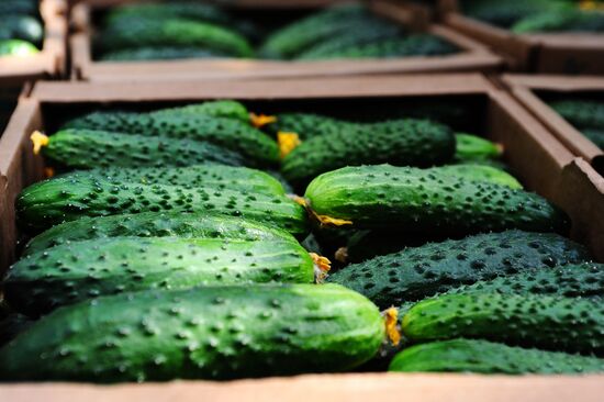 Greenhouse farm in Tambov Region