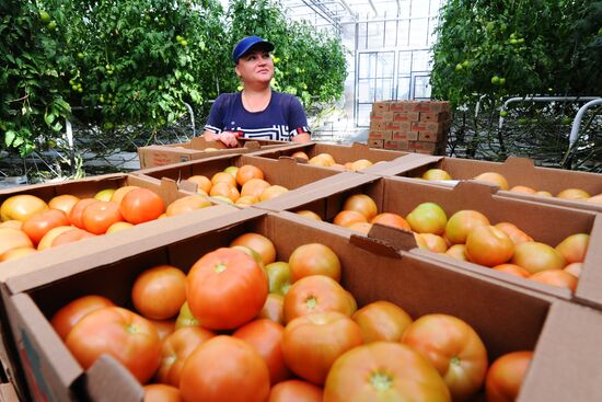 Greenhouse farm in Tambov Region