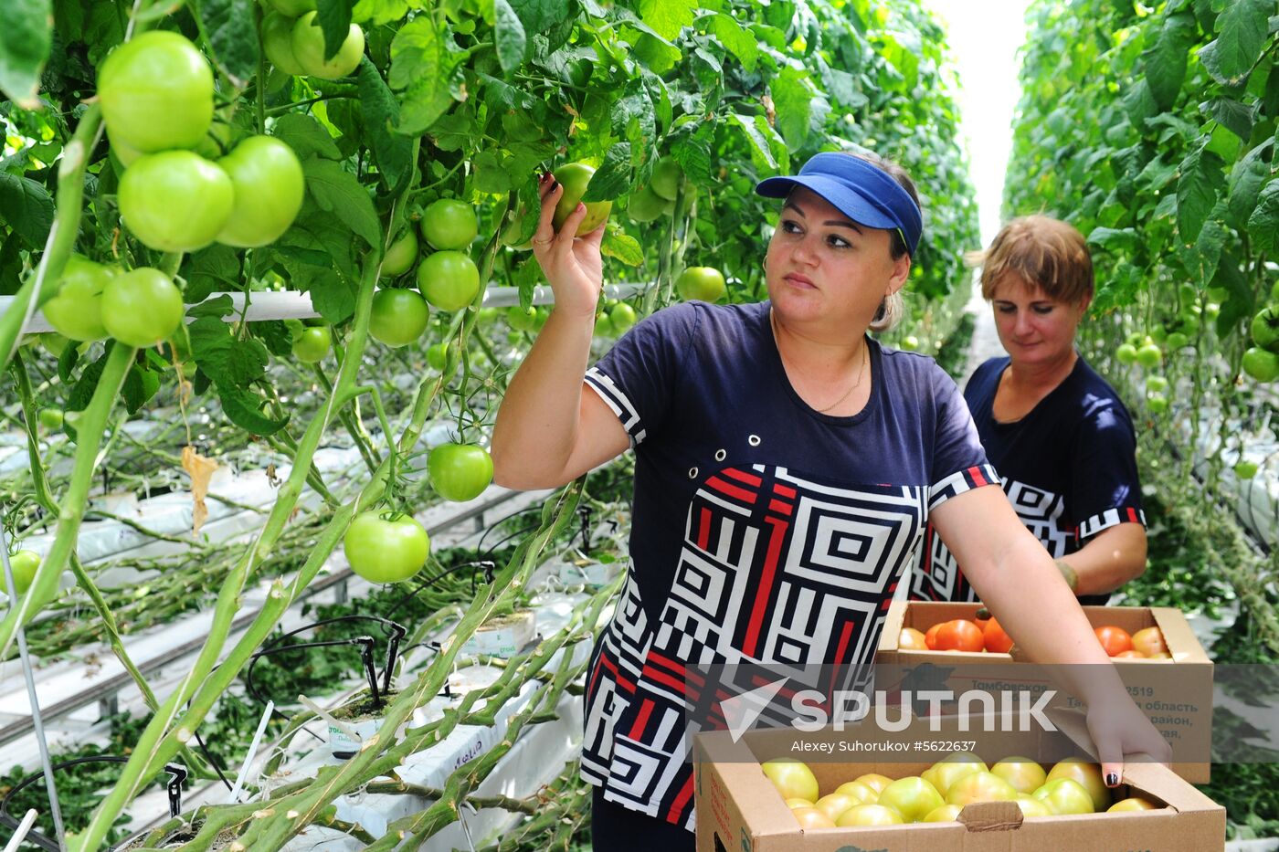Greenhouse farm in Tambov Region