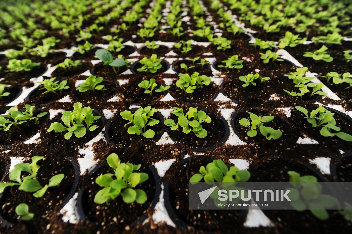 Greenhouse farm in Tambov Region