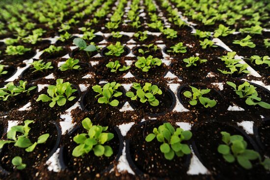 Greenhouse farm in Tambov Region