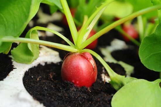 Greenhouse farm in Tambov Region