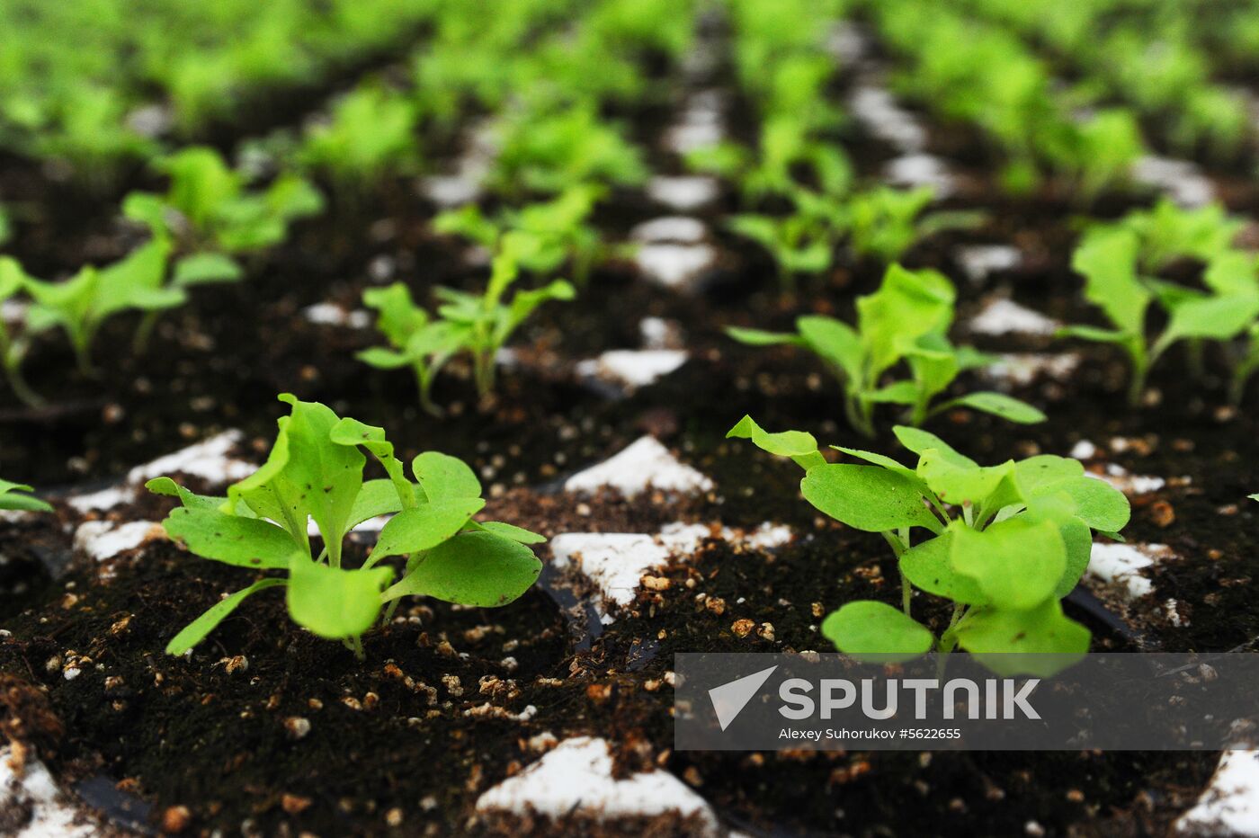 Greenhouse farm in Tambov Region