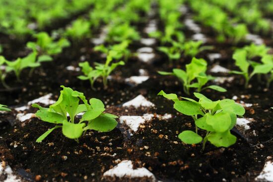Greenhouse farm in Tambov Region