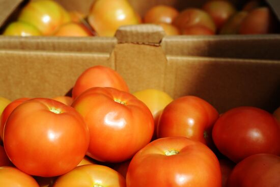 Greenhouse farm in Tambov Region
