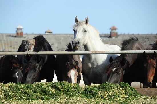 Stud farm in Tambov Region