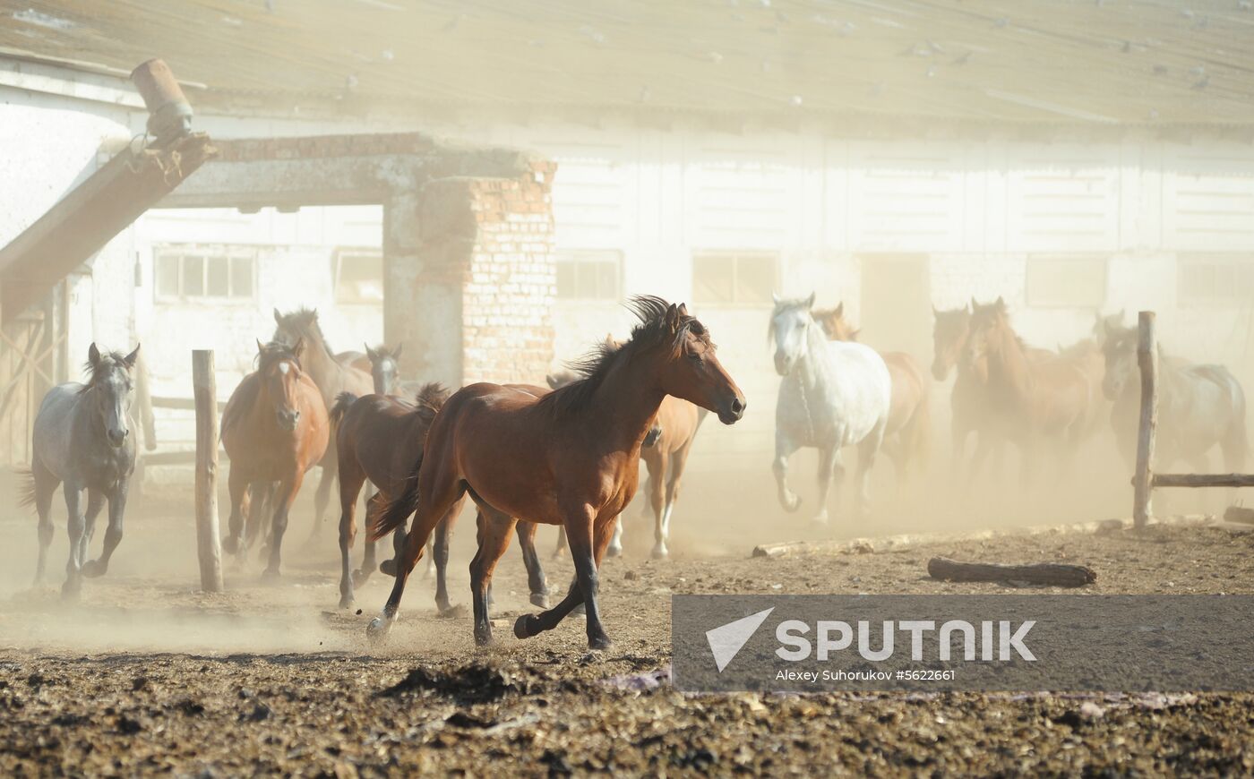 Stud farm in Tambov Region