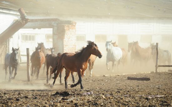 Stud farm in Tambov Region