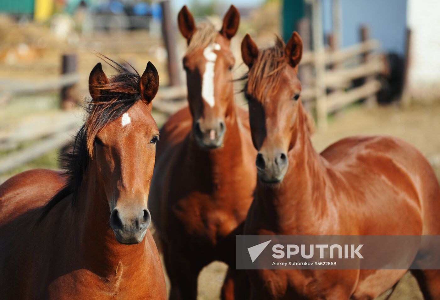 Stud farm in Tambov Region