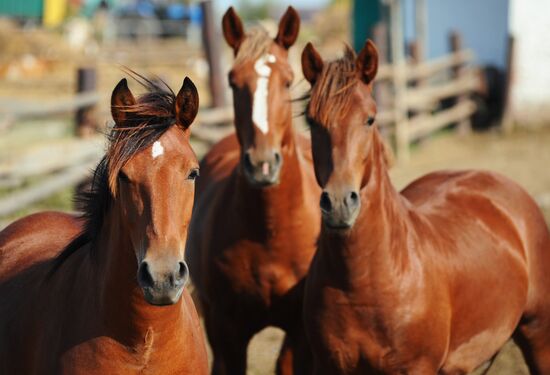 Stud farm in Tambov Region