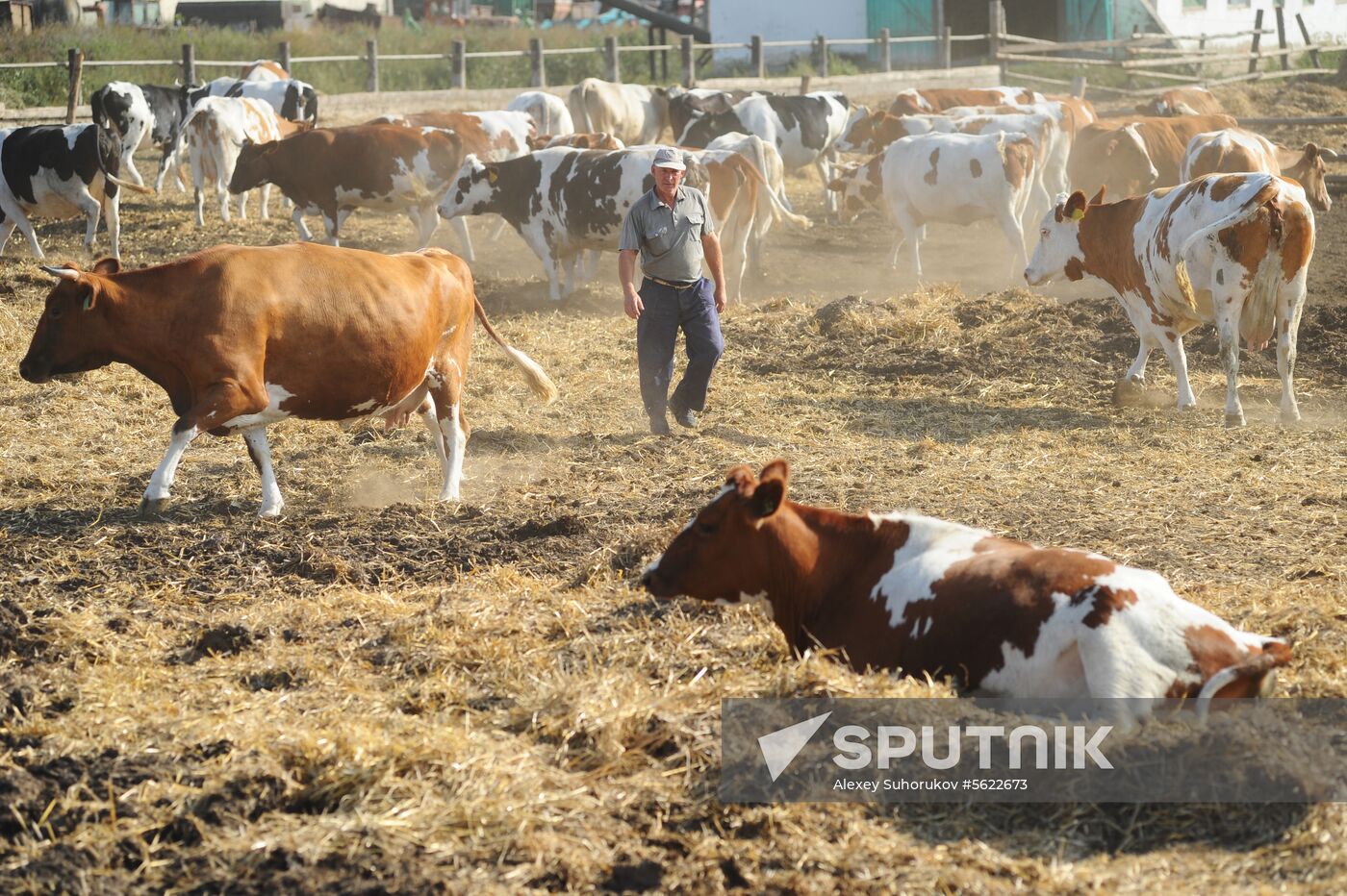 Stud farm in Tambov Region