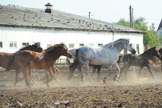Stud farm in Tambov Region