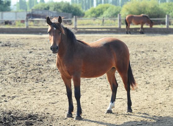 Stud farm in Tambov Region