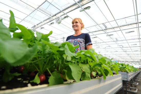 Greenhouse farm in Tambov Region
