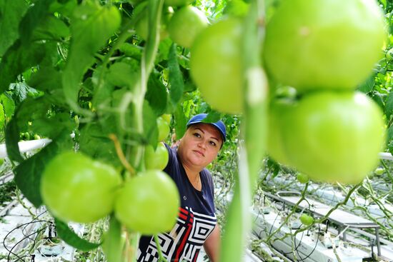 Greenhouse farm in Tambov Region