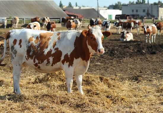 Stud farm in Tambov Region