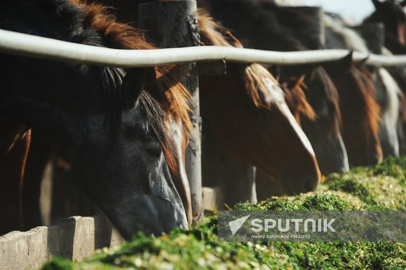 Stud farm in Tambov Region