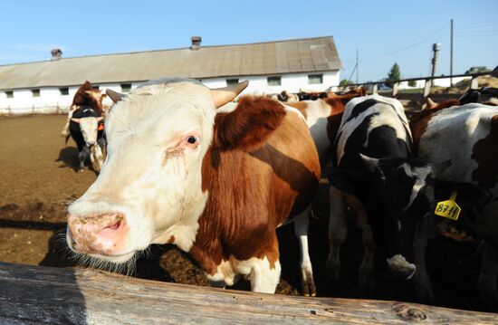Stud farm in Tambov Region