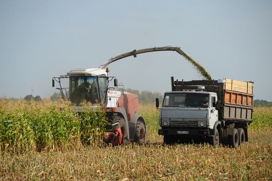 Stud farm in Tambov Region