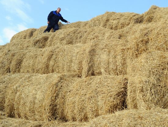 Stud farm in Tambov Region