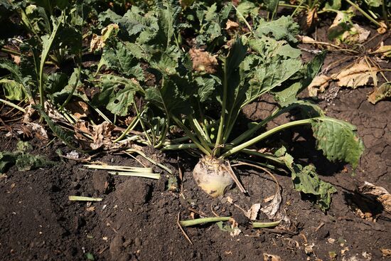 Russia Sugar Beet Harvest