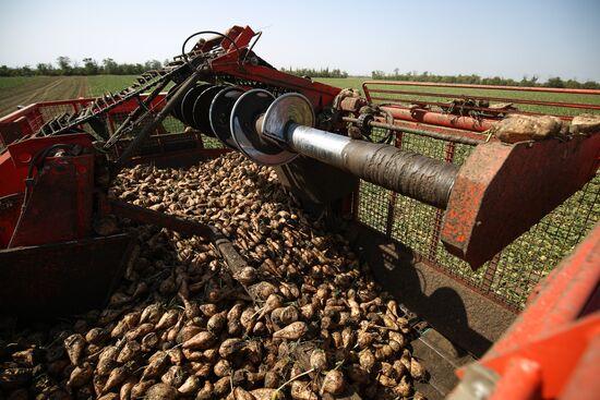 Russia Sugar Beet Harvest