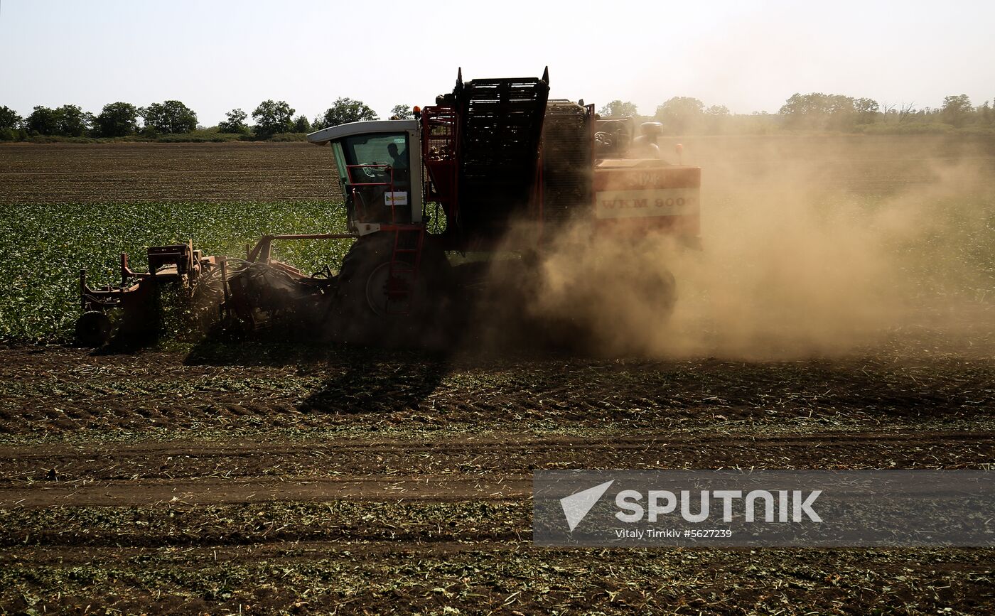 Russia Sugar Beet Harvest