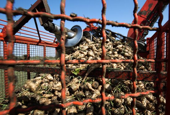 Russia Sugar Beet Harvest