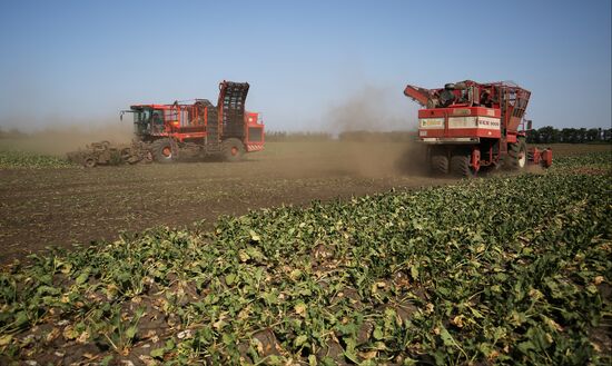 Russia Sugar Beet Harvest