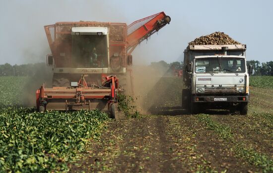 Russia Sugar Beet Harvest