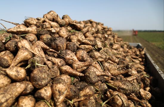 Russia Sugar Beet Harvest