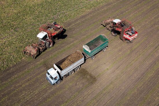 Russia Sugar Beet Harvest