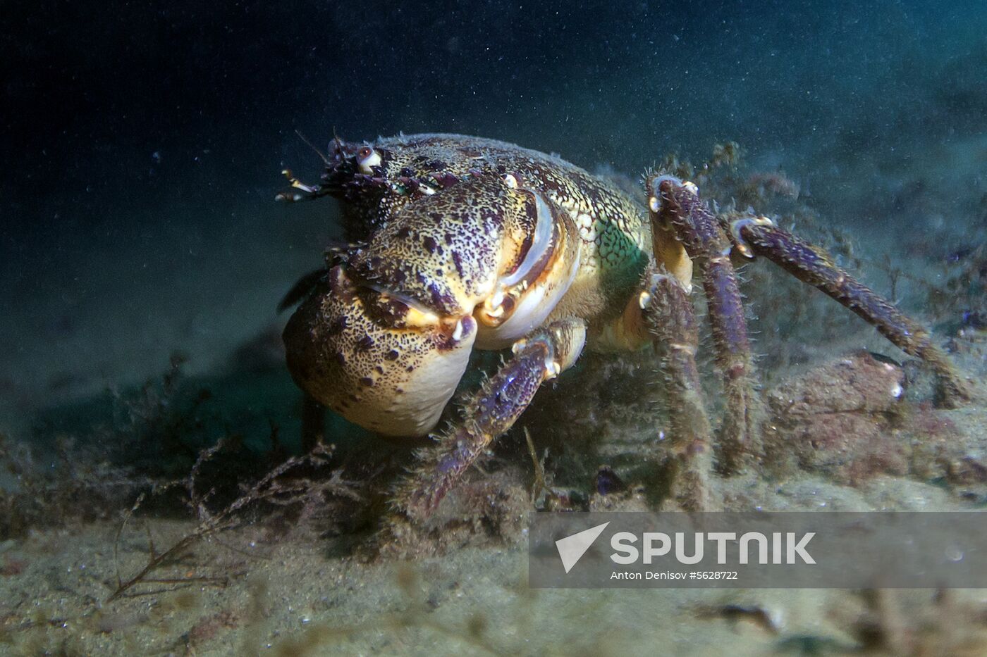 Russia Crimea Diving
