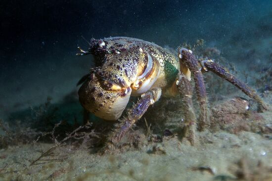 Russia Crimea Diving