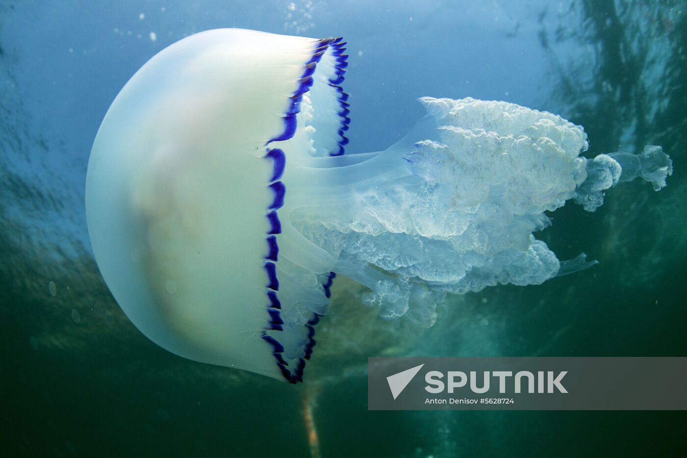 Russia Crimea Diving