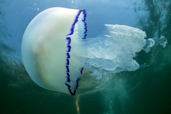 Russia Crimea Diving