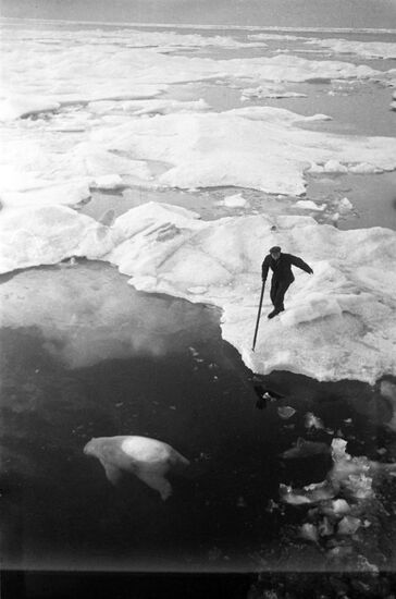 Polar bear