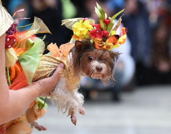 Russia Dog Show