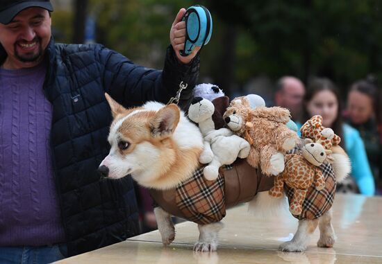 Russia Dog Show