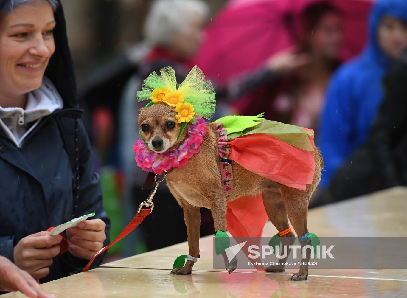 Russia Dog Show
