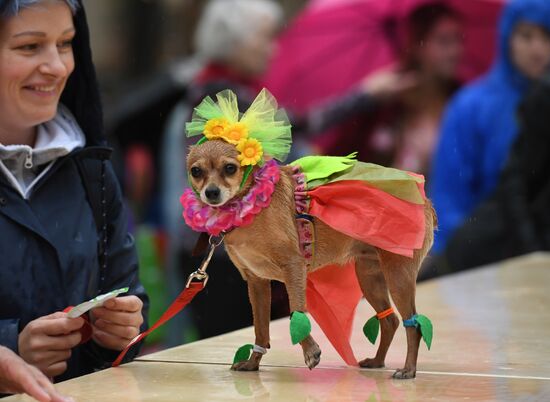 Russia Dog Show