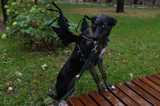 Russia Dog Show