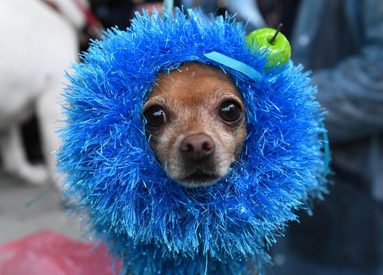 Russia Dog Show