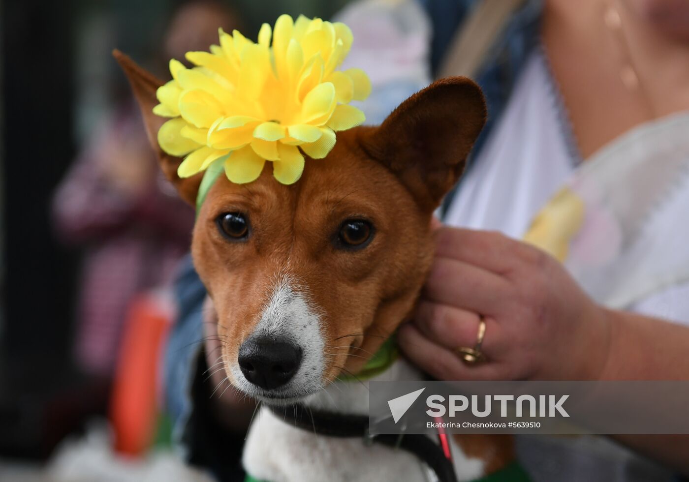 Russia Dog Show