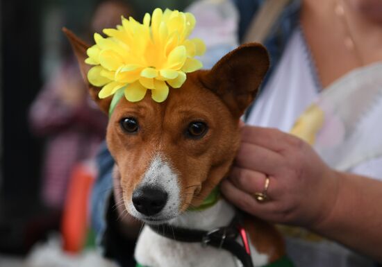Russia Dog Show