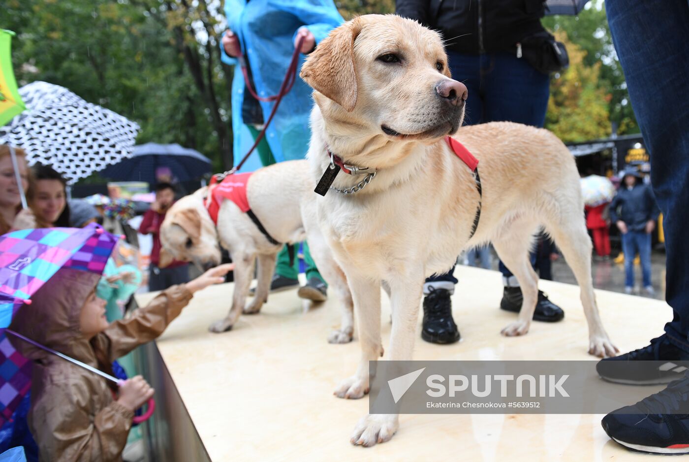 Russia Dog Show