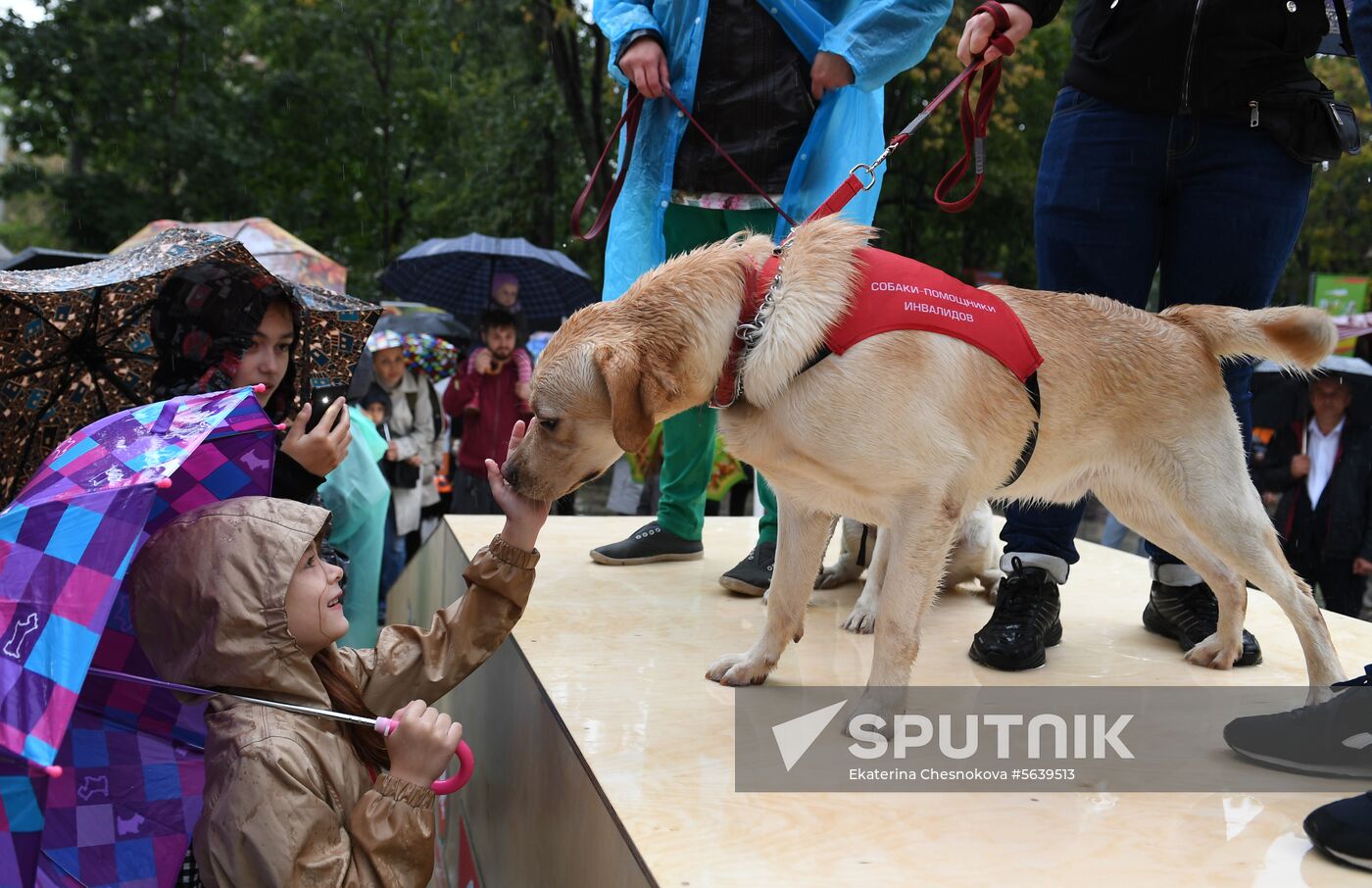 Russia Dog Show
